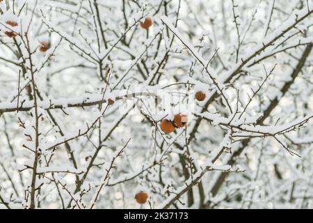 Old apples on tree branch without leaves covered with snow in winter Stock Photo