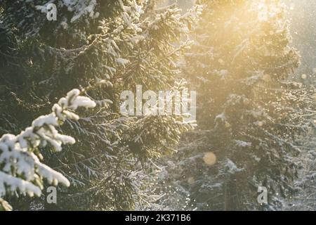 Beautiful winter scenery with snow falling in spruce forest Stock Photo