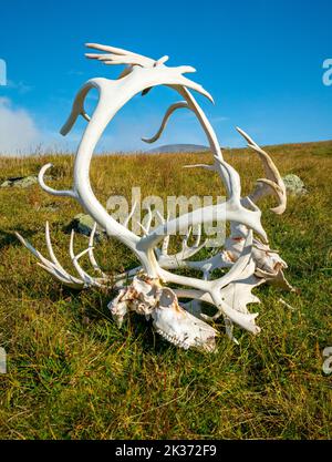 Skulls and antlers of two reindeers, whitened by sun and wind, clinched together on grassy ground. Sarek National Park, Lapland, Sweden. Sunny day of Stock Photo