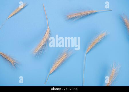 blue background with spikelets . Countryside concept. Floral background.  Stock Photo
