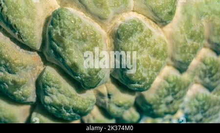 Abstract mystic background beauty nature wallpaper. Real photo close-up macro sugar custard apple annona exotic tropical fruit. Oval scaly skin Stock Photo