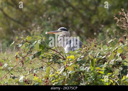 A Heron fishing on the riverbank of the Great Ouse in Ely, Cambridgeshire, 24th September 2022 Stock Photo