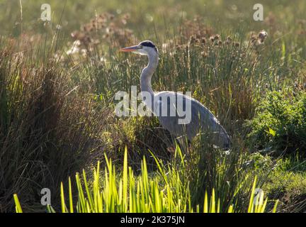 A Heron fishing on the riverbank of the Great Ouse in Ely, Cambridgeshire, 25th September 2022 Stock Photo