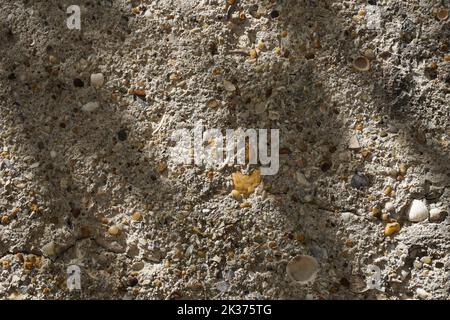 an old wall surface, there are also seashells on the wall plaster Stock Photo