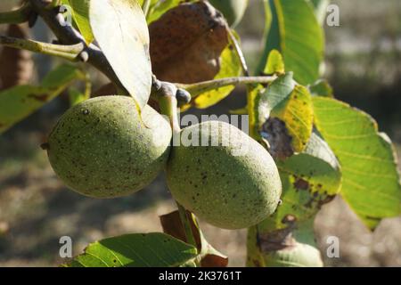 two organic pears stuck together on tree branch Stock Photo
