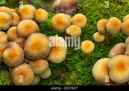 Armillaria ostoyae mushrooms, dark hallimasch in a forest. Stock Photo
