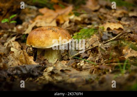 Closeup shot of edible mushroom boletus edulis known as penny bun in forest. Stock Photo