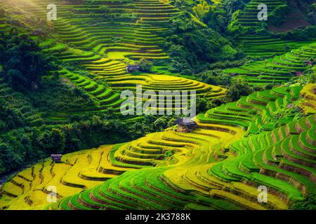 Rice terraces in Mu cang chai, Vietnam. Stock Photo