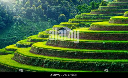 Rice terraces in Mu cang chai, Vietnam. Stock Photo