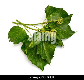 Hedera helix, English ivy, European ivy, or just ivy. Isolated on white background Stock Photo