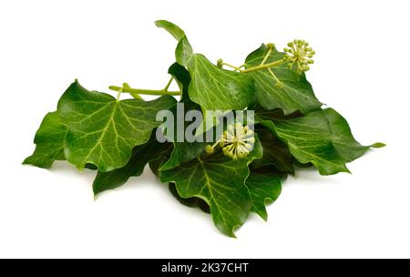 Hedera helix, English ivy, European ivy, or just ivy. Isolated on white background Stock Photo