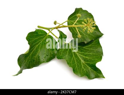 Hedera helix, English ivy, European ivy, or just ivy. Isolated on white background Stock Photo