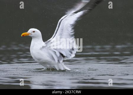 Western gull in Salmon River estuary, Knight Park, Lincoln County, Oregon Stock Photo