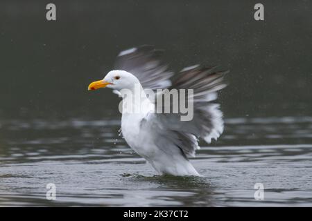 Western gull in Salmon River estuary, Knight Park, Lincoln County, Oregon Stock Photo