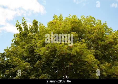 Maple branches with green leaves against the sky Stock Photo