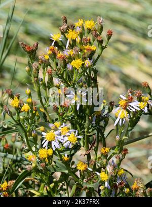 Petal-free or rayless form of Sea Aster A Tripolium a salt marsh plant native to the UK here growing at Uphill Marshes in Somerset UK Stock Photo