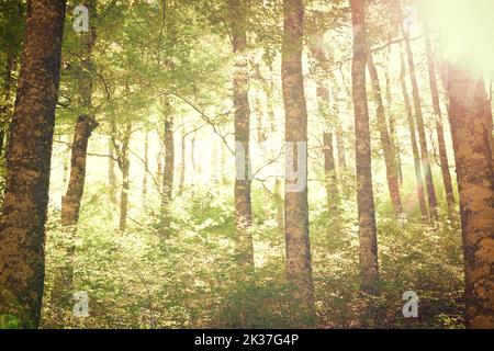 Forest in Anso Valley, Huesca Province in Aragon in Spain. Stock Photo