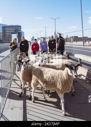 London Sheep Drive 2022, 10th anniversary. Sheep driven across London ...