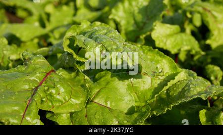 Bio Beetroot red Beta vulgaris leaves with raindrops beet burpees ...