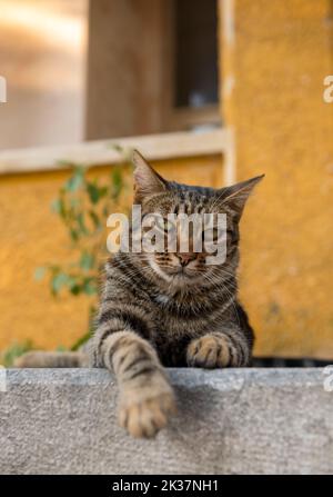 A cat lies on a wall, looks into the camera. Stock Photo