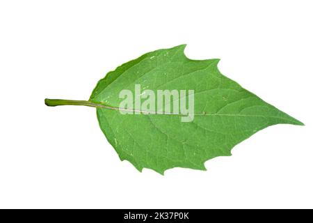 Close up of green ground cherry leaves with jagged edges with detailed leaf outline, isolated on a white background Stock Photo