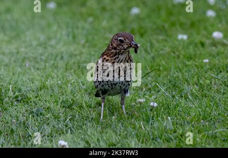 A Song thrush bird with a worm on its beak Stock Photo