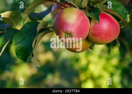 closeup of ripe red apples on branch in garden Stock Photo