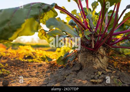 beet with green leaves growing in the garden Stock Photo