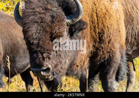 close up of bison face looking at camera Stock Photo