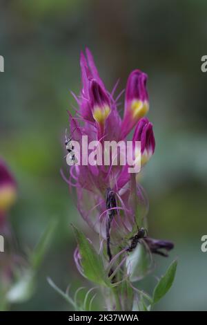 Melampyrum nemorosum plant with ants at its flowers Stock Photo