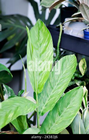 Alpinia zerumbet, Variegated ginger or Alpinia galanga or ZINGIBERACEAE plant Stock Photo