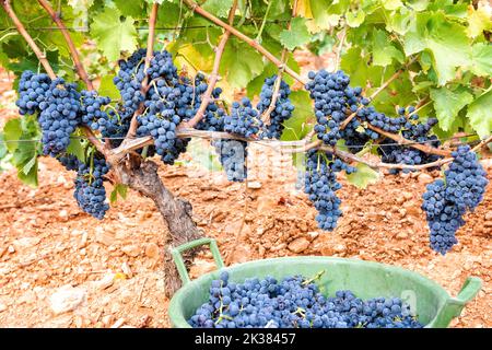 Cannonau grapes. Bunches of black grapes between the branches of the plant in the vineyard. Traditional agriculture. Sardinia. Stock Photo