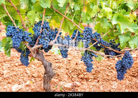 Cannonau grapes. Bunches of black grapes between the branches of the plant in the vineyard. Traditional agriculture. Sardinia. Stock Photo