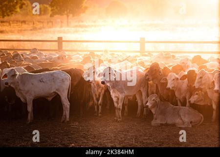 White bulls in the yards on a remote cattle station in Northern Territory in Australia at sunrise. Stock Photo