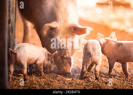 A female pig with her piglets on a remote cattle station in Northern Territory, Australia, at sunrise. Stock Photo