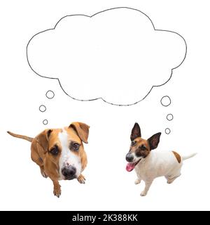 Two funny dogs looking at camera with speech bubble, isolated image. Digital collage of pets thinking or asking, concepts, blank space Stock Photo