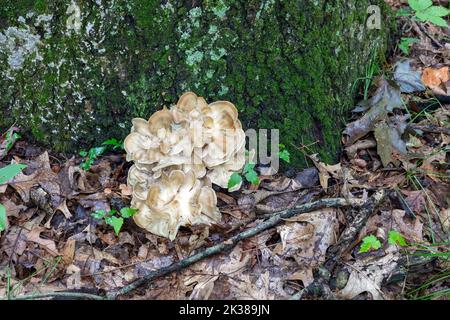 Maitake mushrooms (Grifola frondosa) growing at base of tree, E deciduous forest, late summer, fall, E USA, by James D Coppinger/Dembinsky Photo Assoc Stock Photo