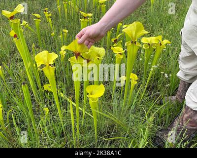 Yellow pitcherplant (Sarracenia flava var rugelii), plant researcher showing hood of plant, SE USA, by Dembinsky Photo Assoc Stock Photo