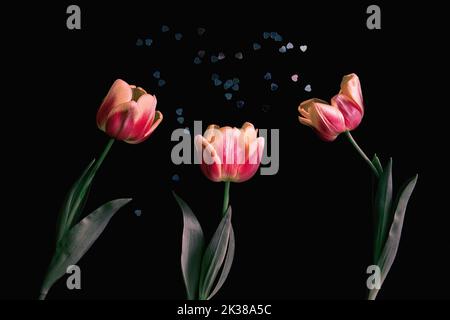 Three tulips on black background. Close-Up Of yellow pink Plants. Tulips greeting card. Blooming tulip petals against black background with hearts. Stock Photo