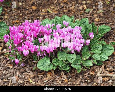 Cyclamen plant with bright pink flowers and variegated leaves Stock Photo
