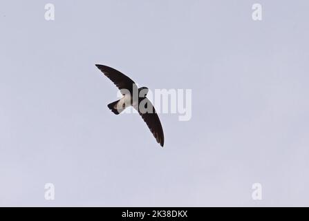 Little Swift (Apus affinis bannermani) adult in flight Principe, Sao Tome and Principe, Africa.               September Stock Photo