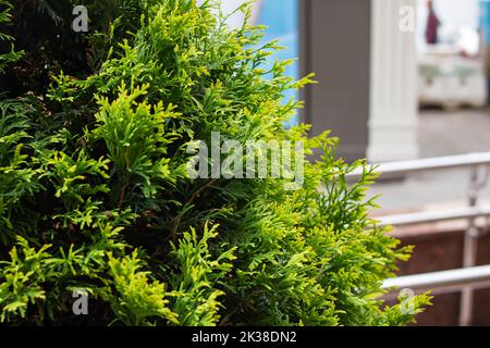 Green fluffy branches of evergreen shrub close up Stock Photo