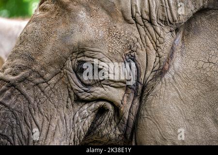 Smiling elephant. Elephant close-up smiles, mouth and eyes of an African elephant. Stock Photo