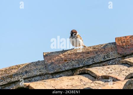 Male Eurasian tree sparrow (Passer montanus) in the roof of a rustic house, is a passerine bird in the sparrow family with a rich chestnut crown and n Stock Photo
