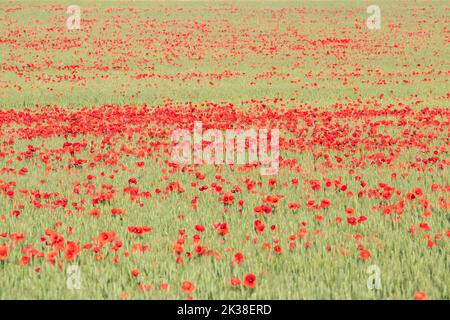 Field of Papaver rhoeas with focus in the middle of the scene, common names are common or corn poppy, corn rose, field poppy Stock Photo