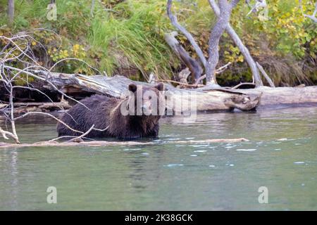 Grizzly Bear in Chilko River Stock Photo