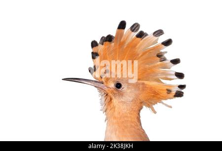 beautiful bird , hoopoe, with crest isolated on white Stock Photo