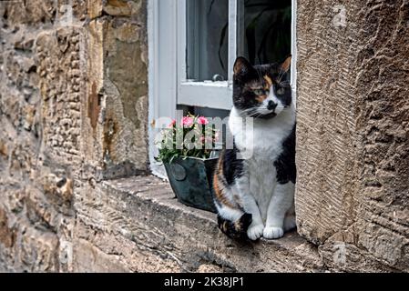 Tortoiseshell cat sitting on a windowsill in the Dean Village, Edinburgh, Scotland, UK. Stock Photo