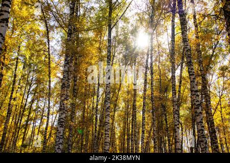 birch grove in autumn afternoon. the sun among the trees Stock Photo