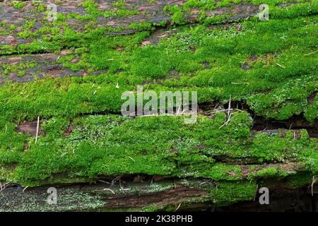 Moss growing on a decomposing tree, Santa Catalina Mountains, Tucson, Arizona Stock Photo